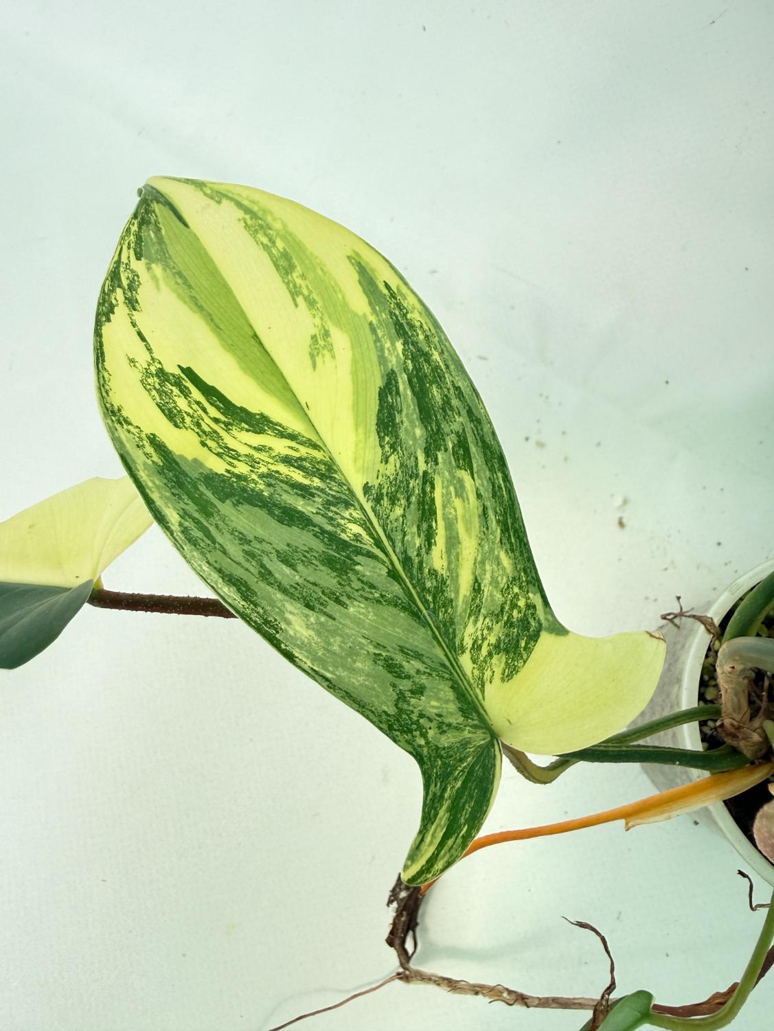 Philodendron Florida Beauty Variegata 4