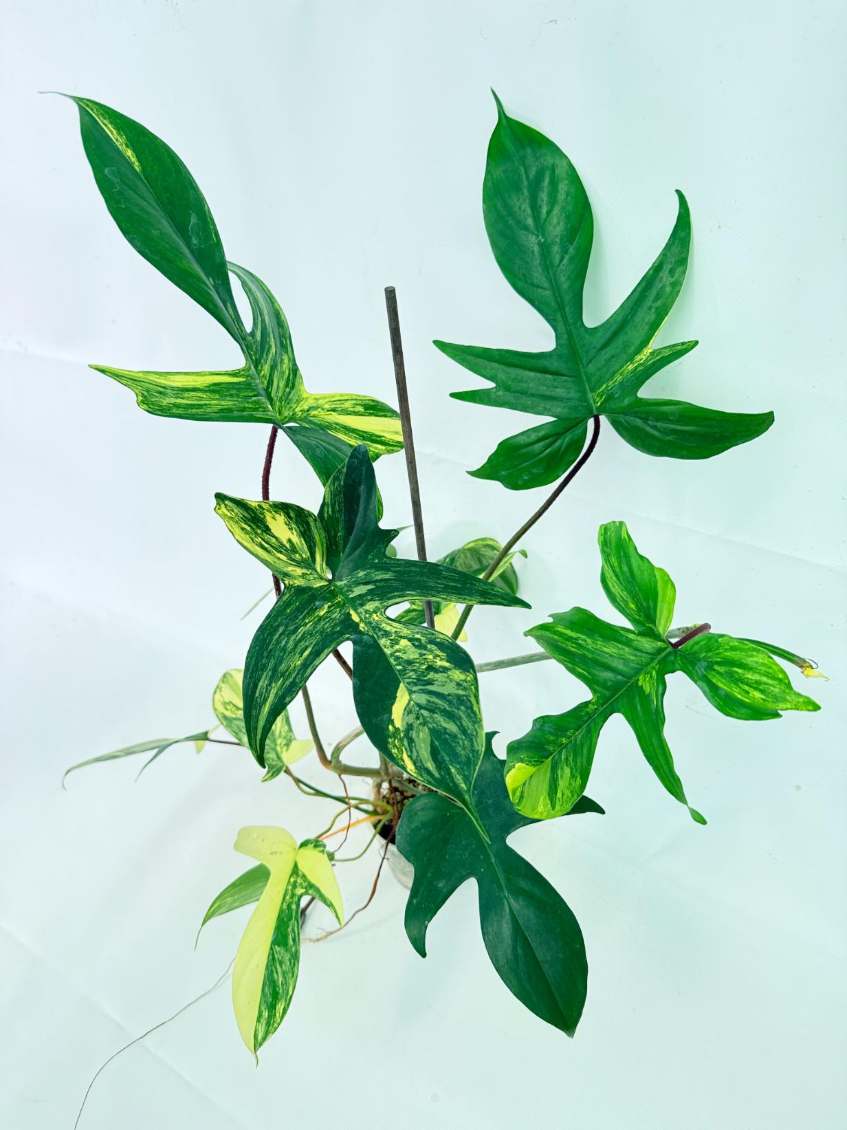 Philodendron Florida Beauty Variegata 6