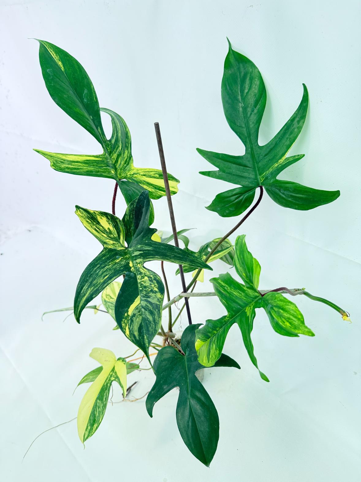 Philodendron Florida Beauty Variegata 1