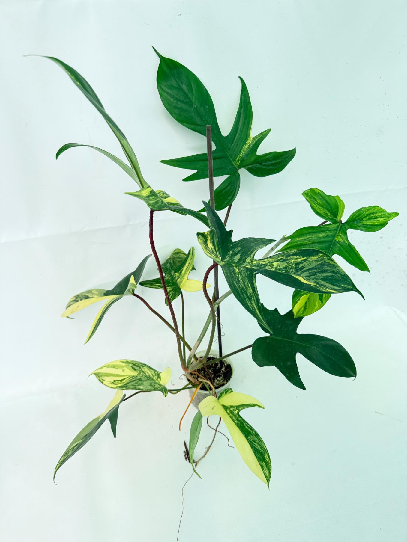 Philodendron Florida Beauty Variegata 11
