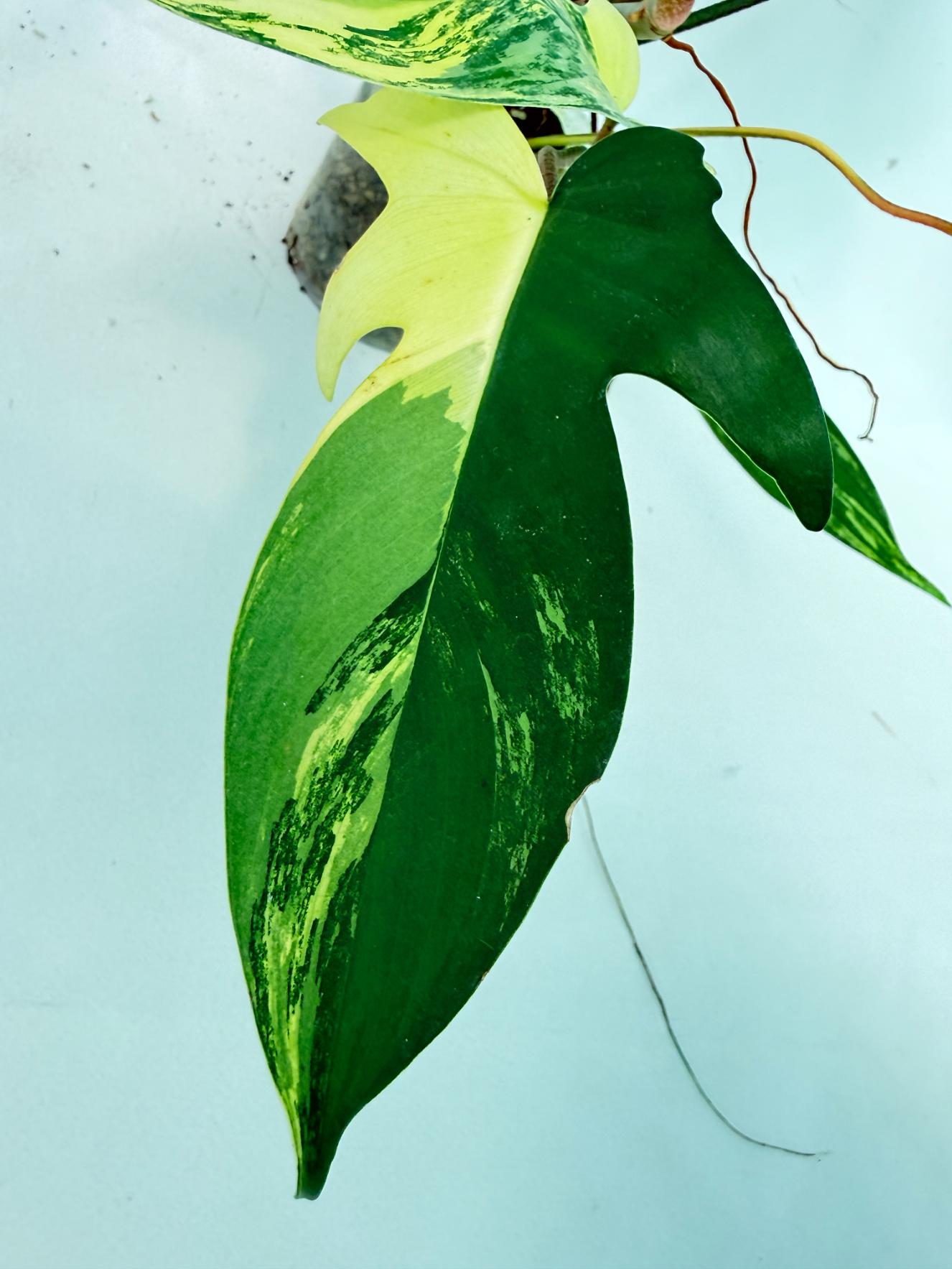 Philodendron Florida Beauty Variegata 5