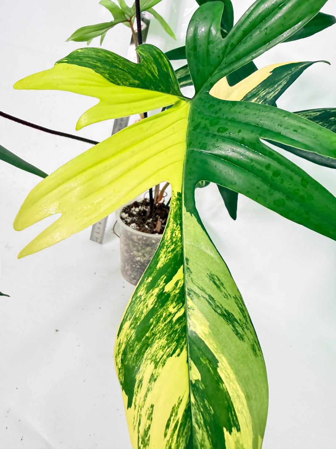 Philodendron Florida Beauty Variegata 2