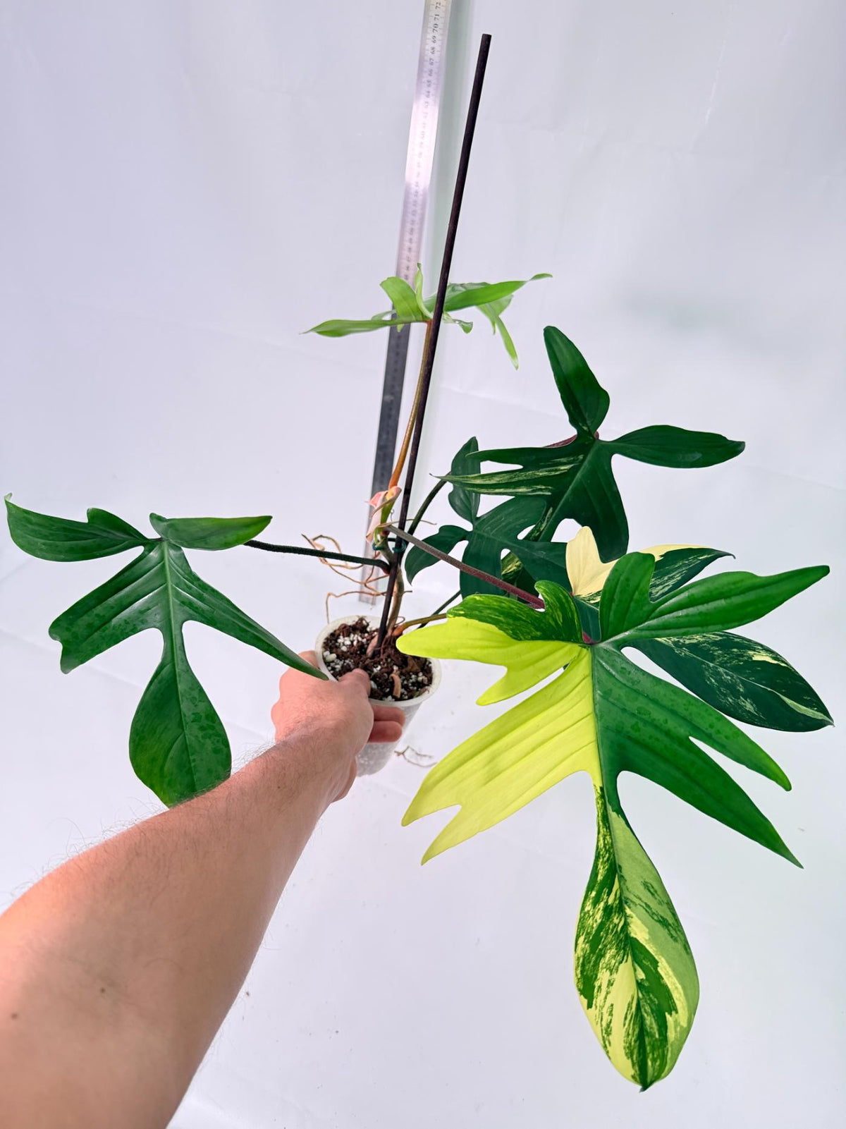 Philodendron Florida Beauty Variegata 