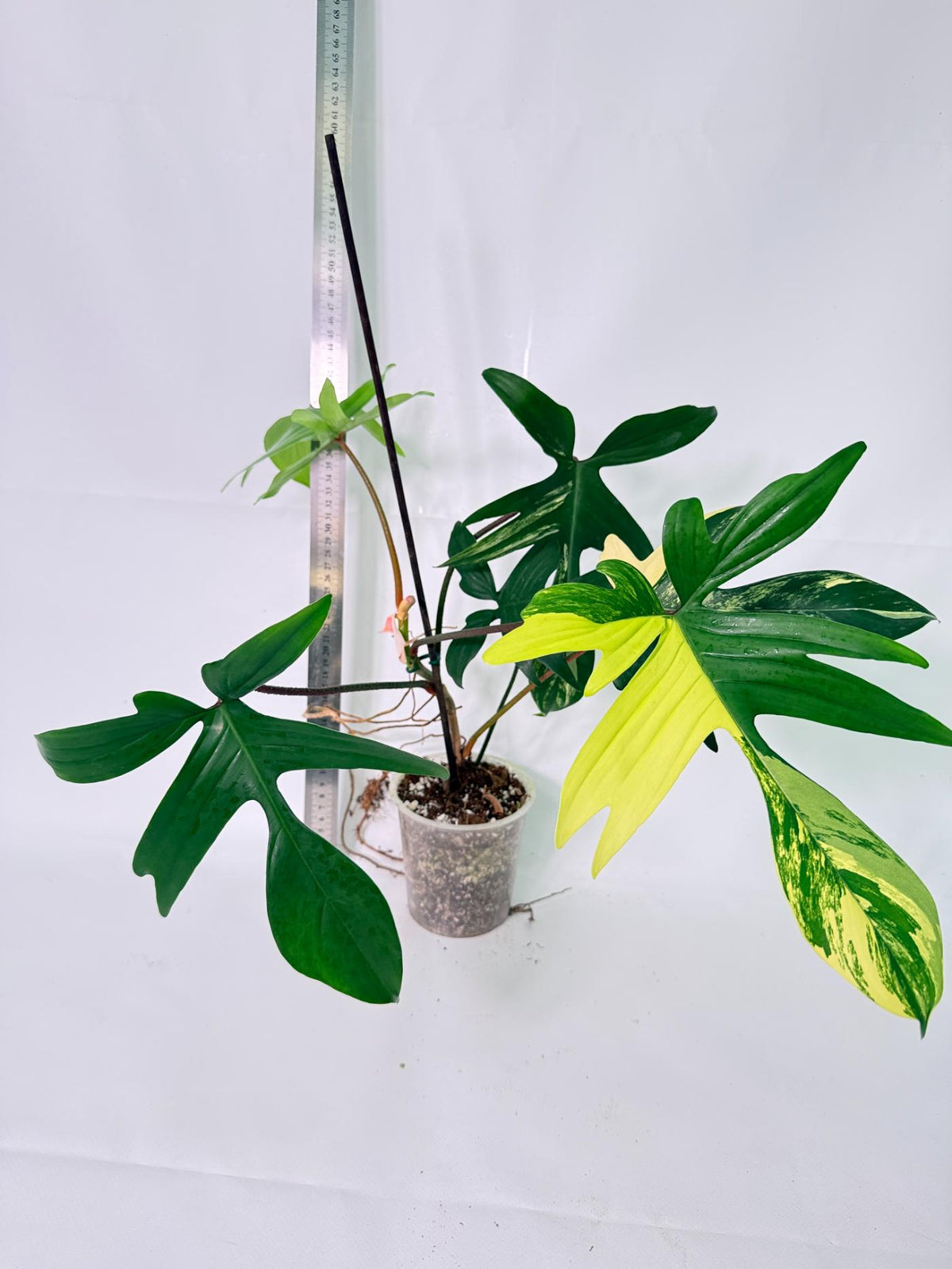 Philodendron Florida Beauty Variegata 4
