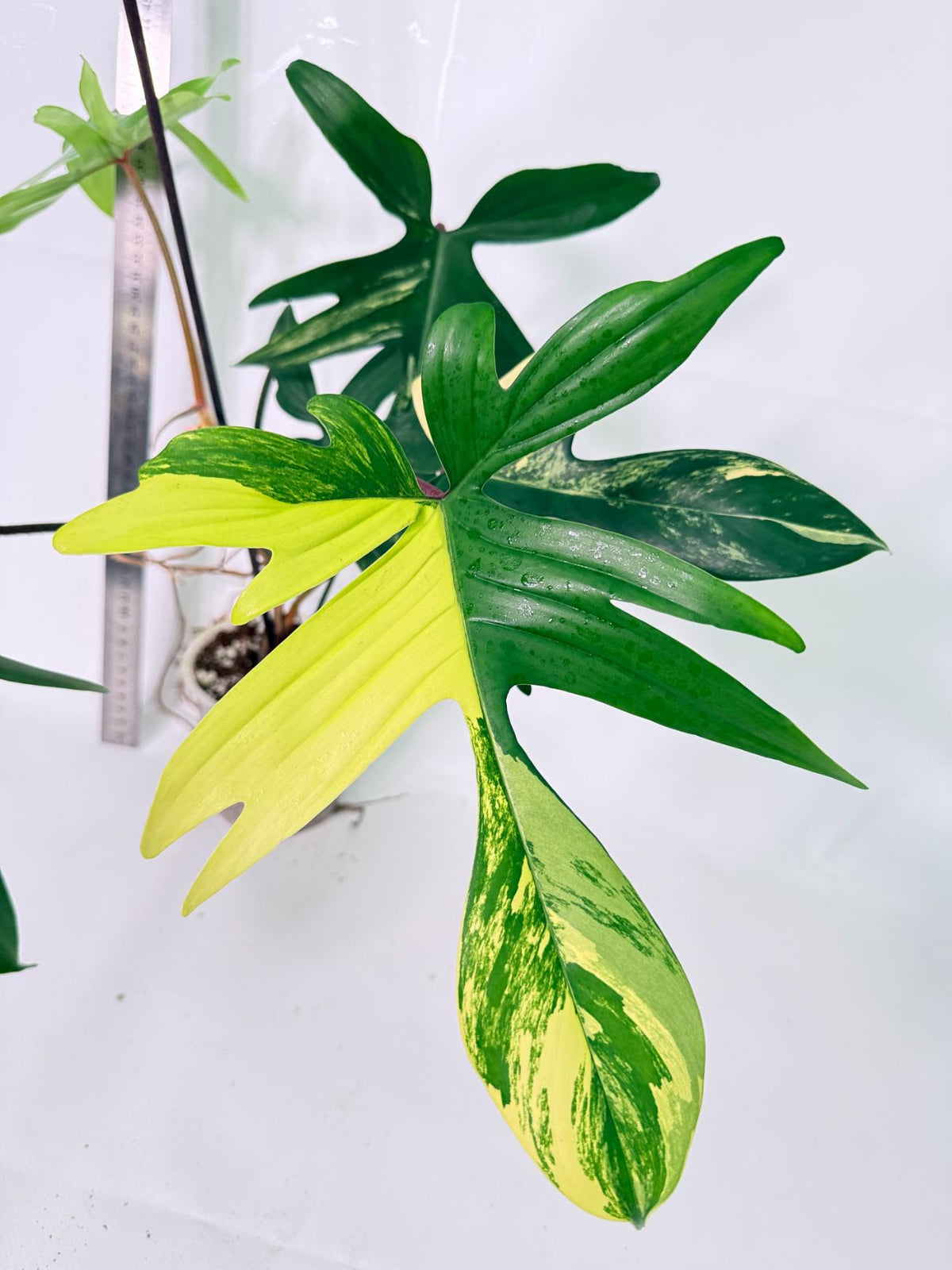 Philodendron Florida Beauty Variegata 5