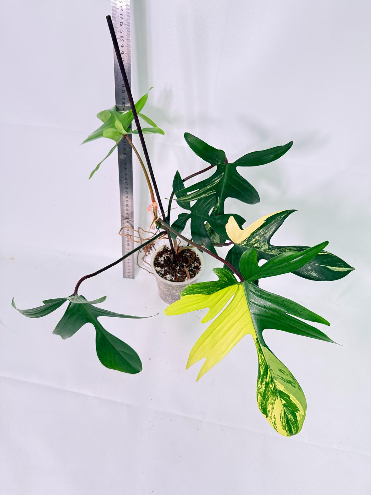 Philodendron Florida Beauty Variegata 1