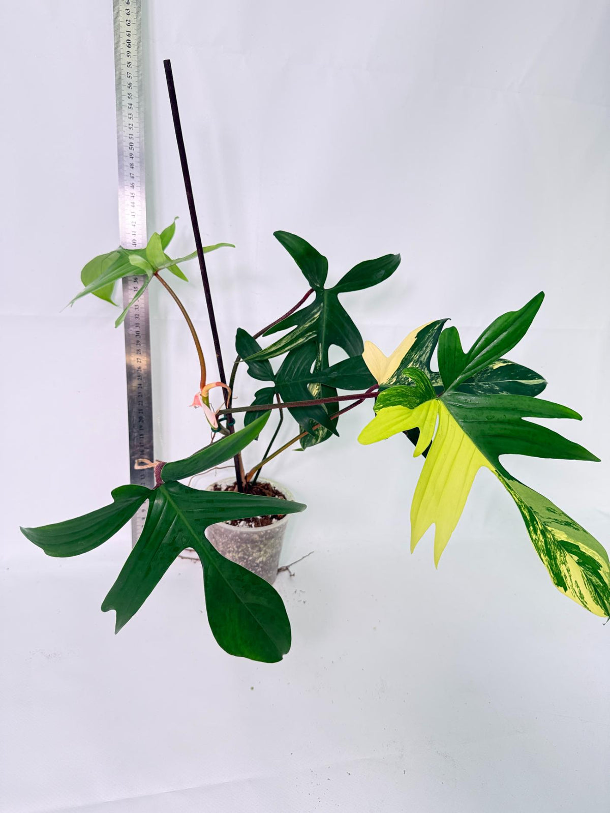 Philodendron Florida Beauty Variegata 6