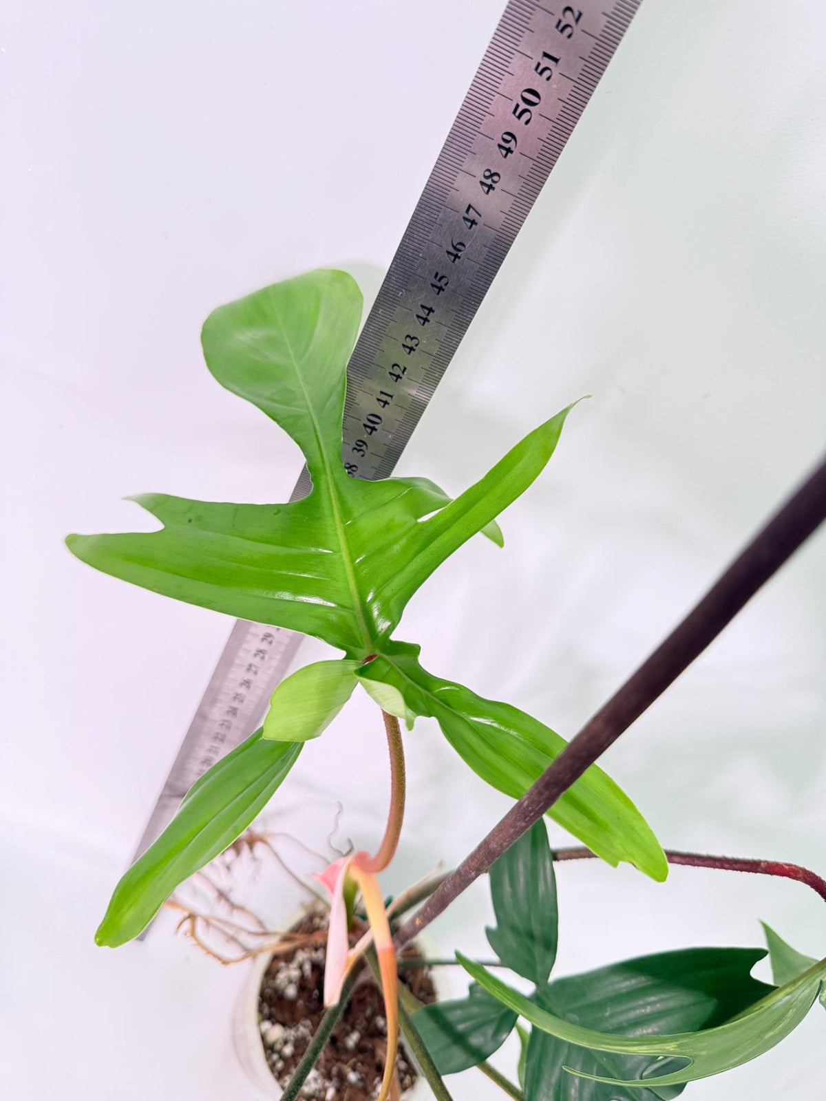Philodendron Florida Beauty Variegata 7