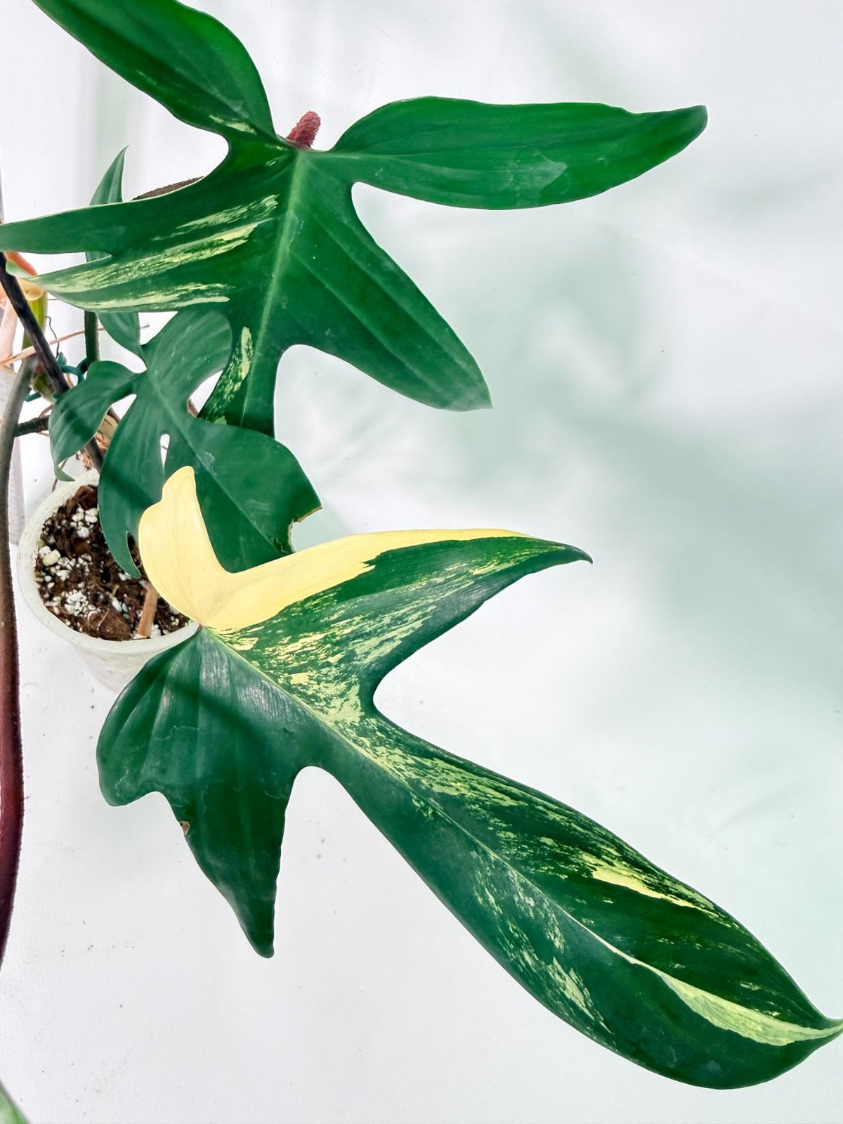 Philodendron Florida Beauty Variegata 8