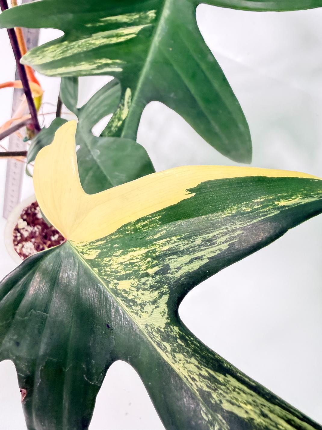 Philodendron Florida Beauty Variegata 3