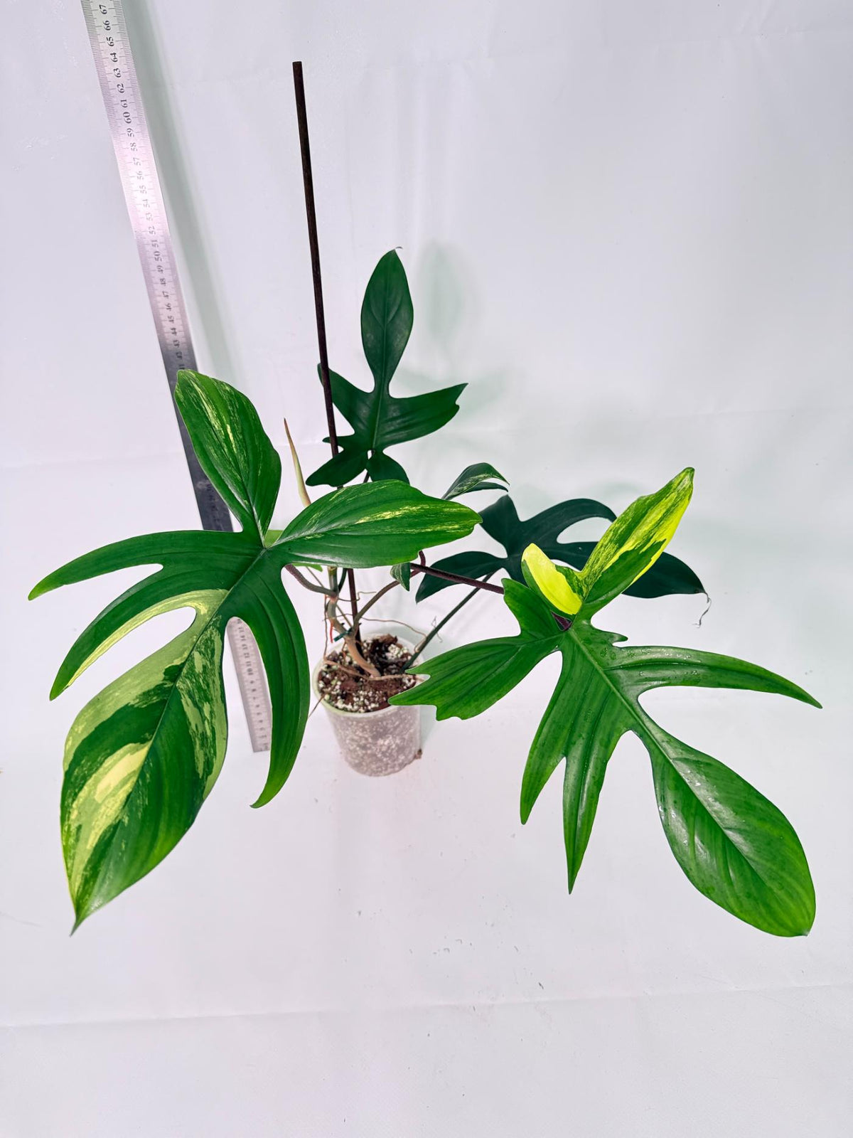 Philodendron Florida Beauty Variegata 4