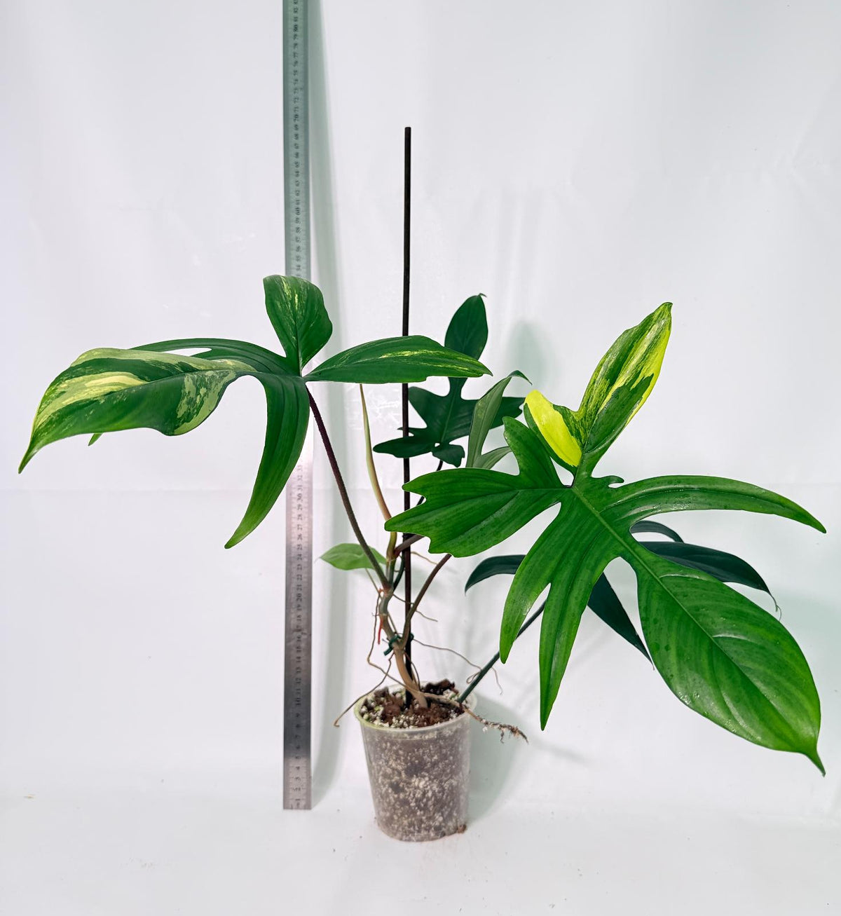 Philodendron Florida Beauty Variegata 1