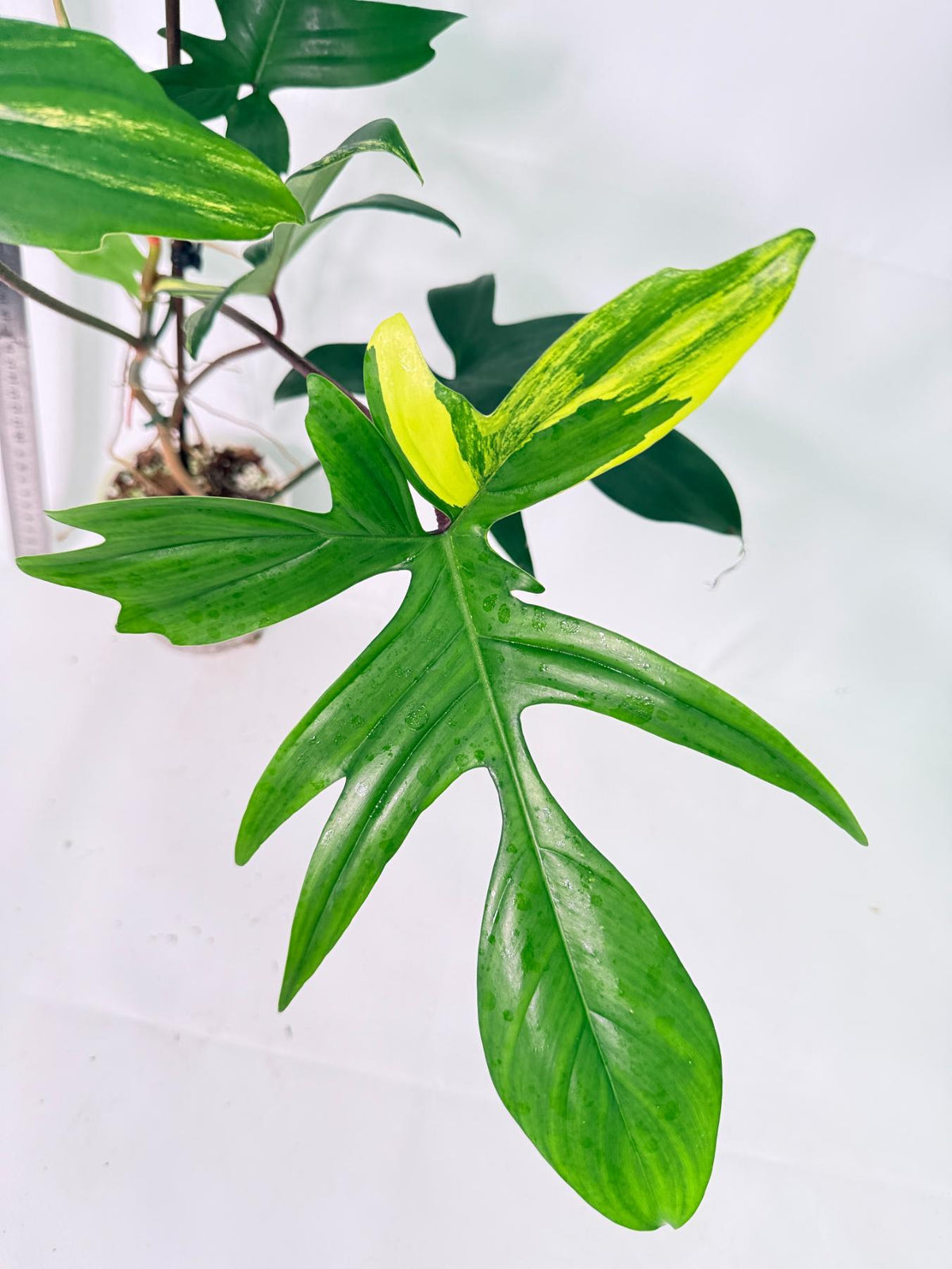 Philodendron Florida Beauty Variegata 3