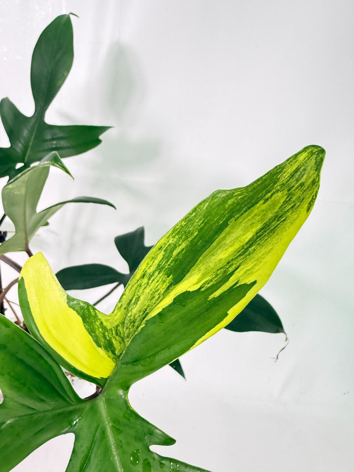 Philodendron Florida Beauty Variegata 5