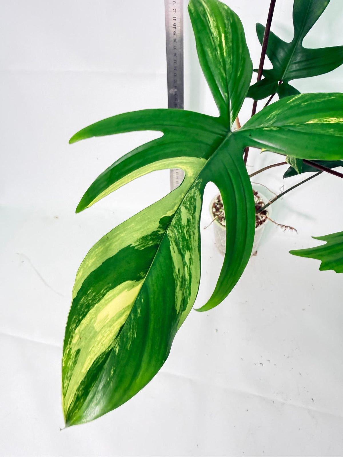 Philodendron Florida Beauty Variegata 2