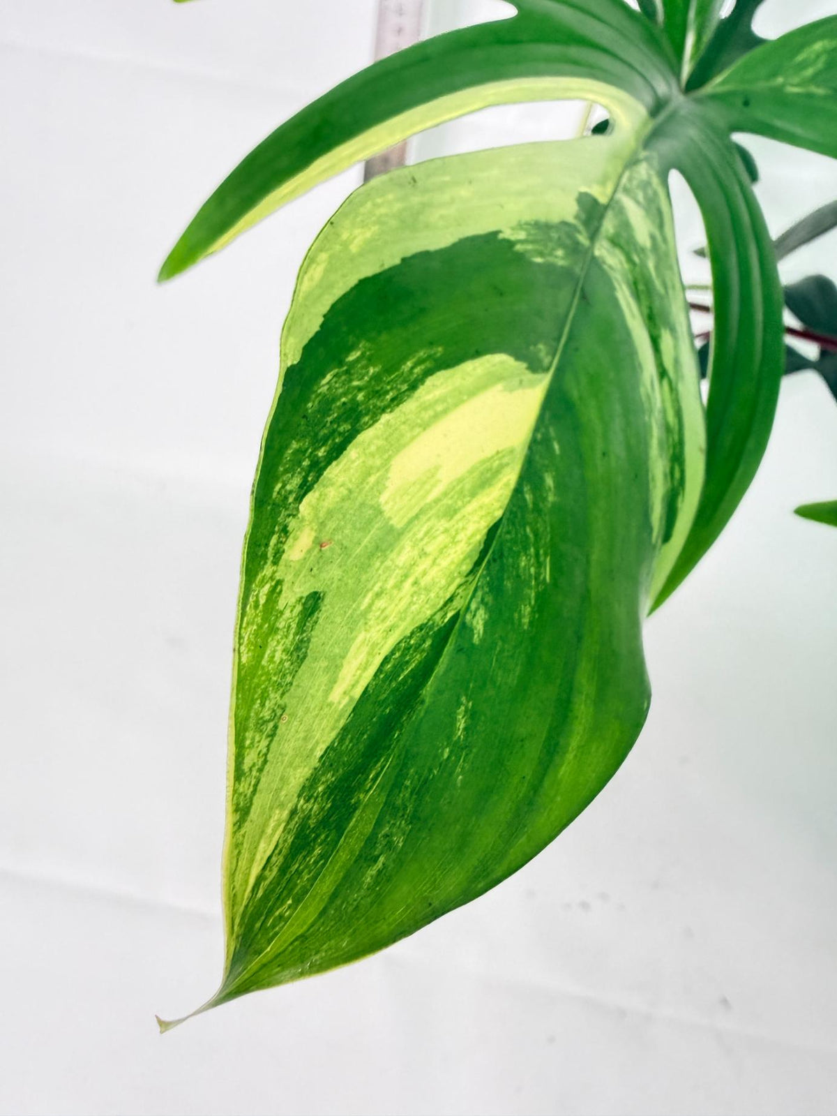 Philodendron Florida Beauty Variegata 6