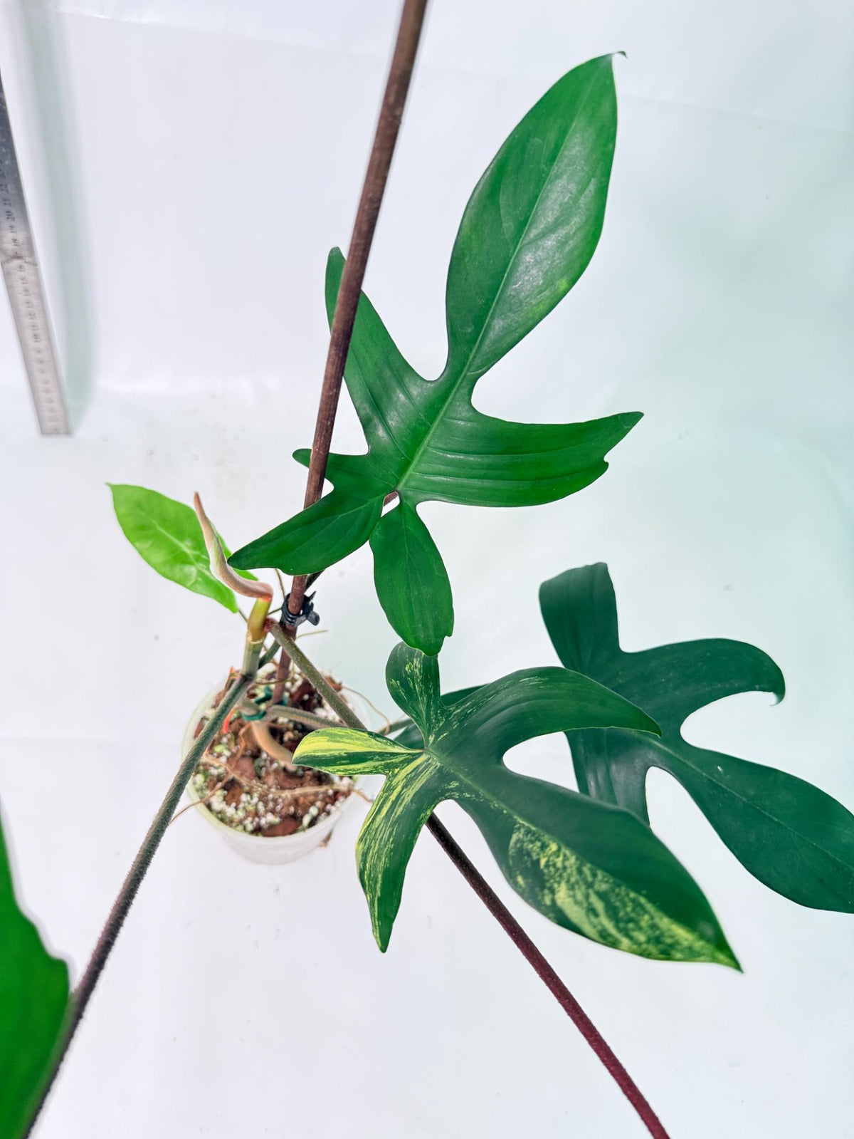 Philodendron Florida Beauty Variegata 7