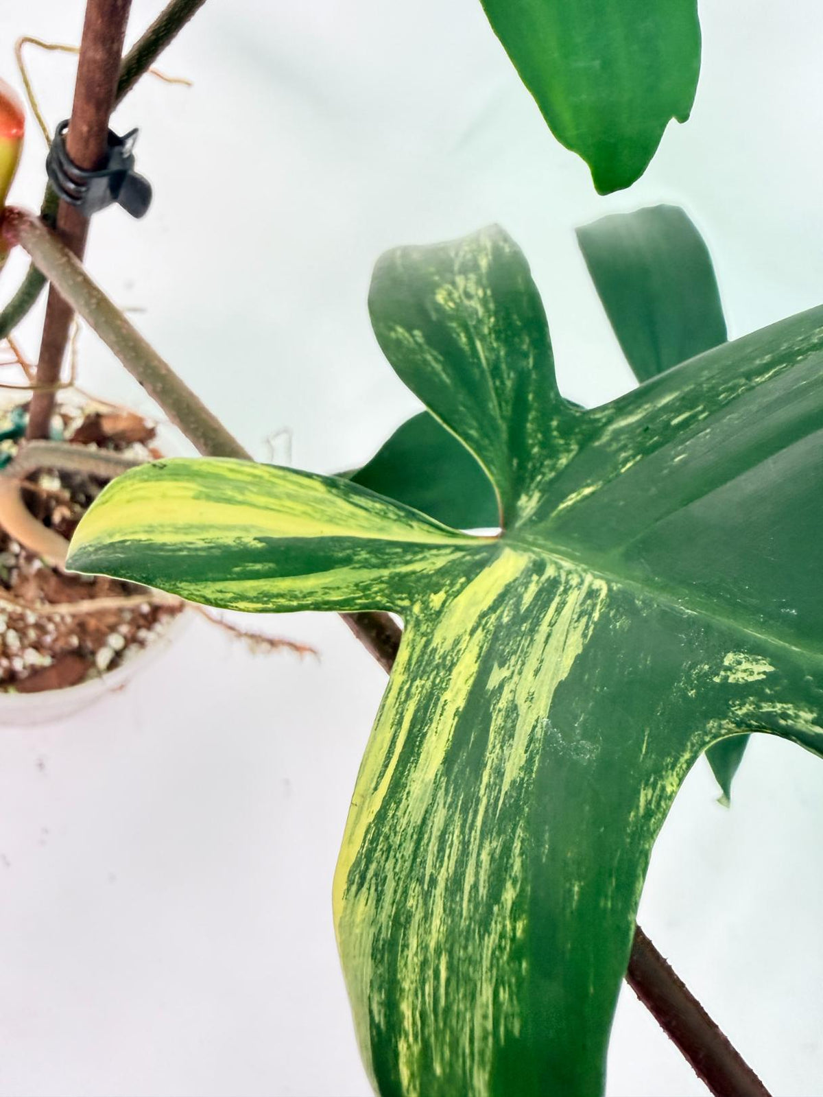 Philodendron Florida Beauty Variegata 8