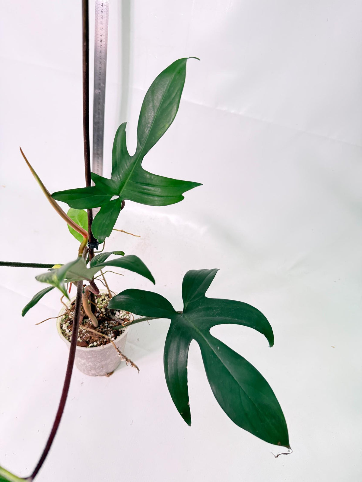 Philodendron Florida Beauty Variegata 9