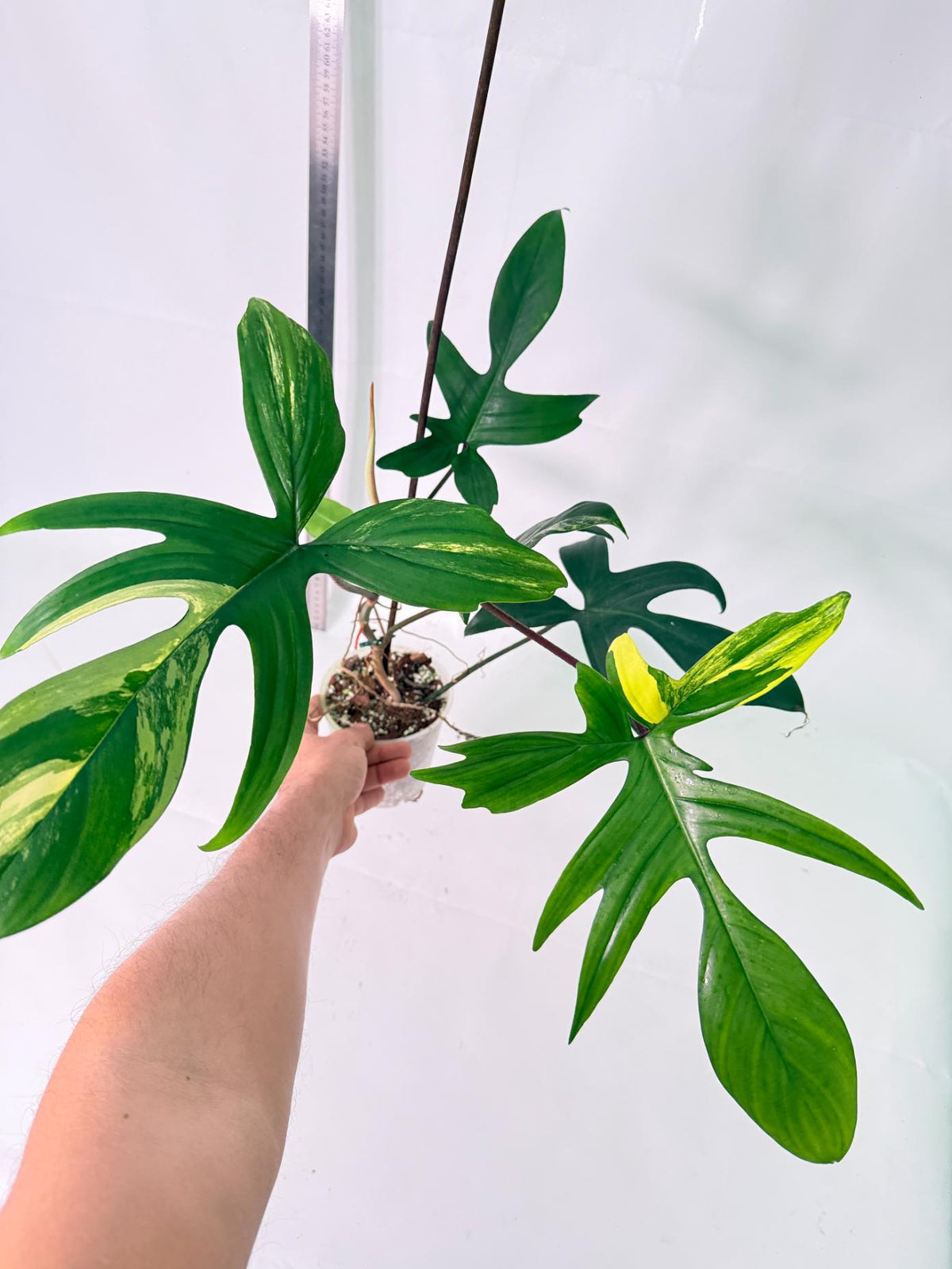 Philodendron Florida Beauty Variegata 10
