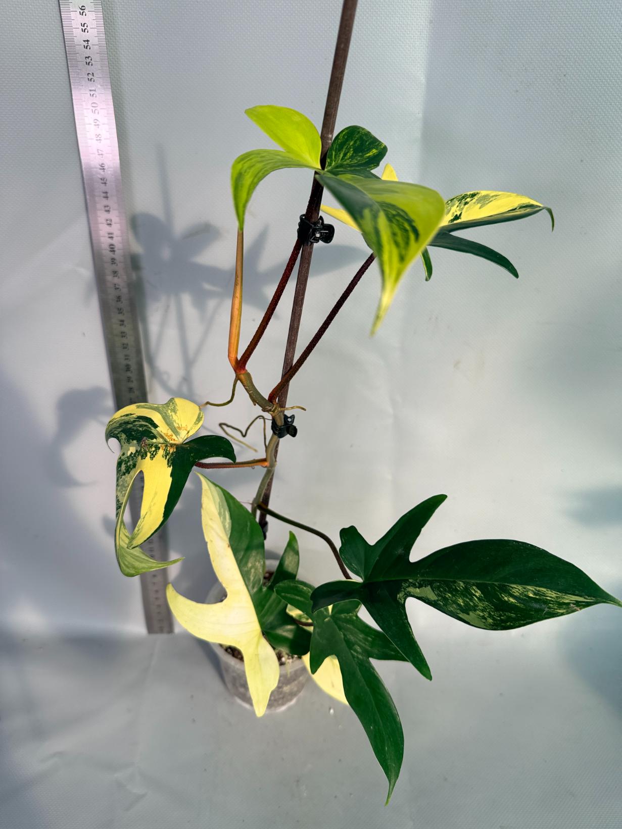 Florida Beauty Variegata 9