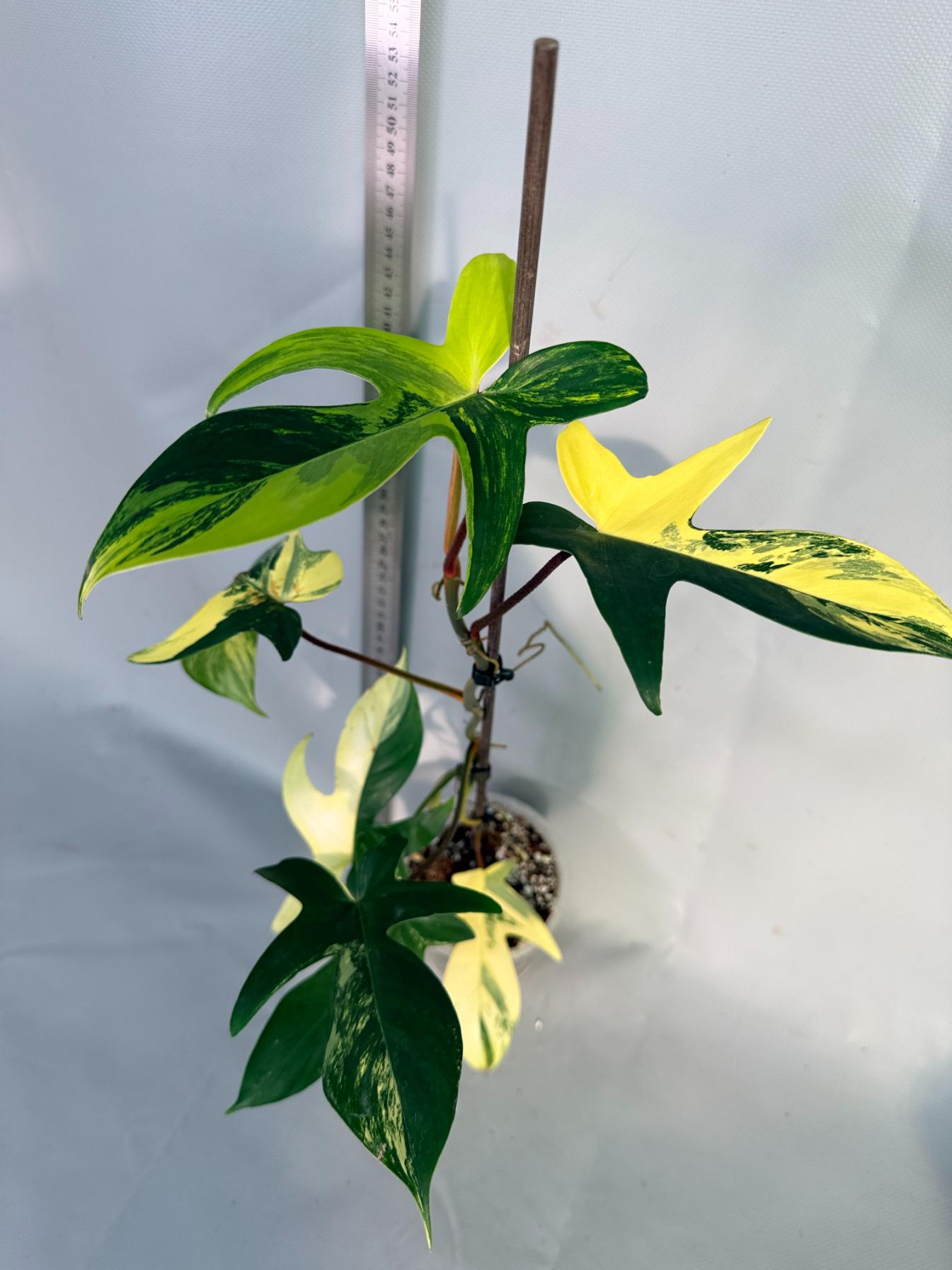 Florida Beauty Variegata 10