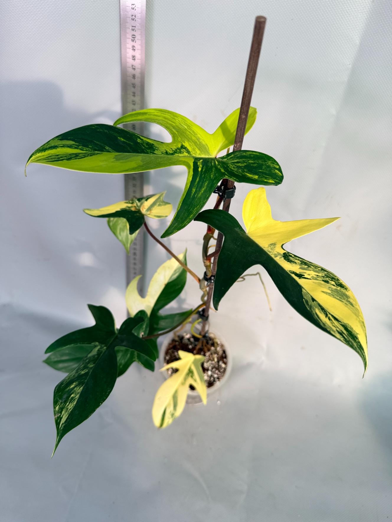 Florida Beauty Variegata 1