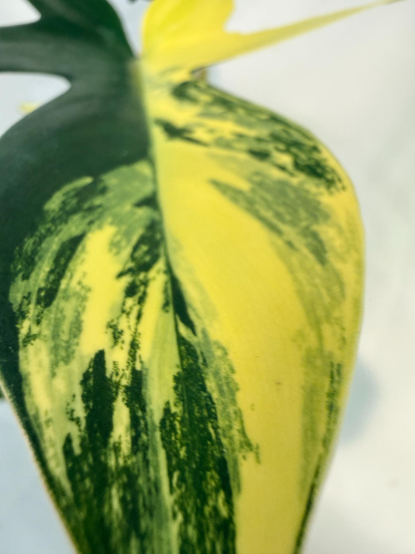 Florida Beauty Variegata 4