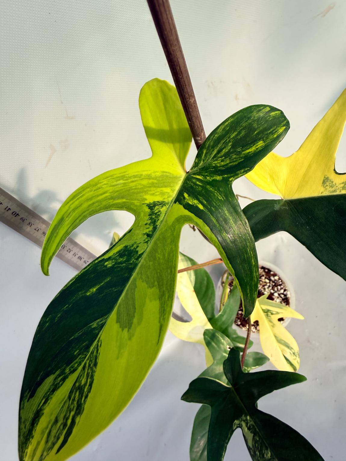 Florida Beauty Variegata 5