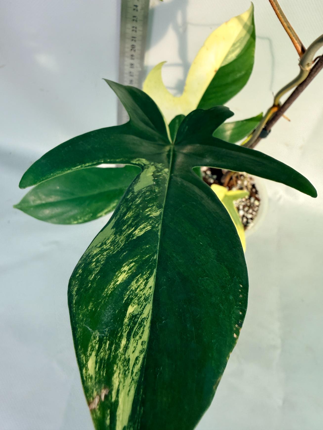 Florida Beauty Variegata 6