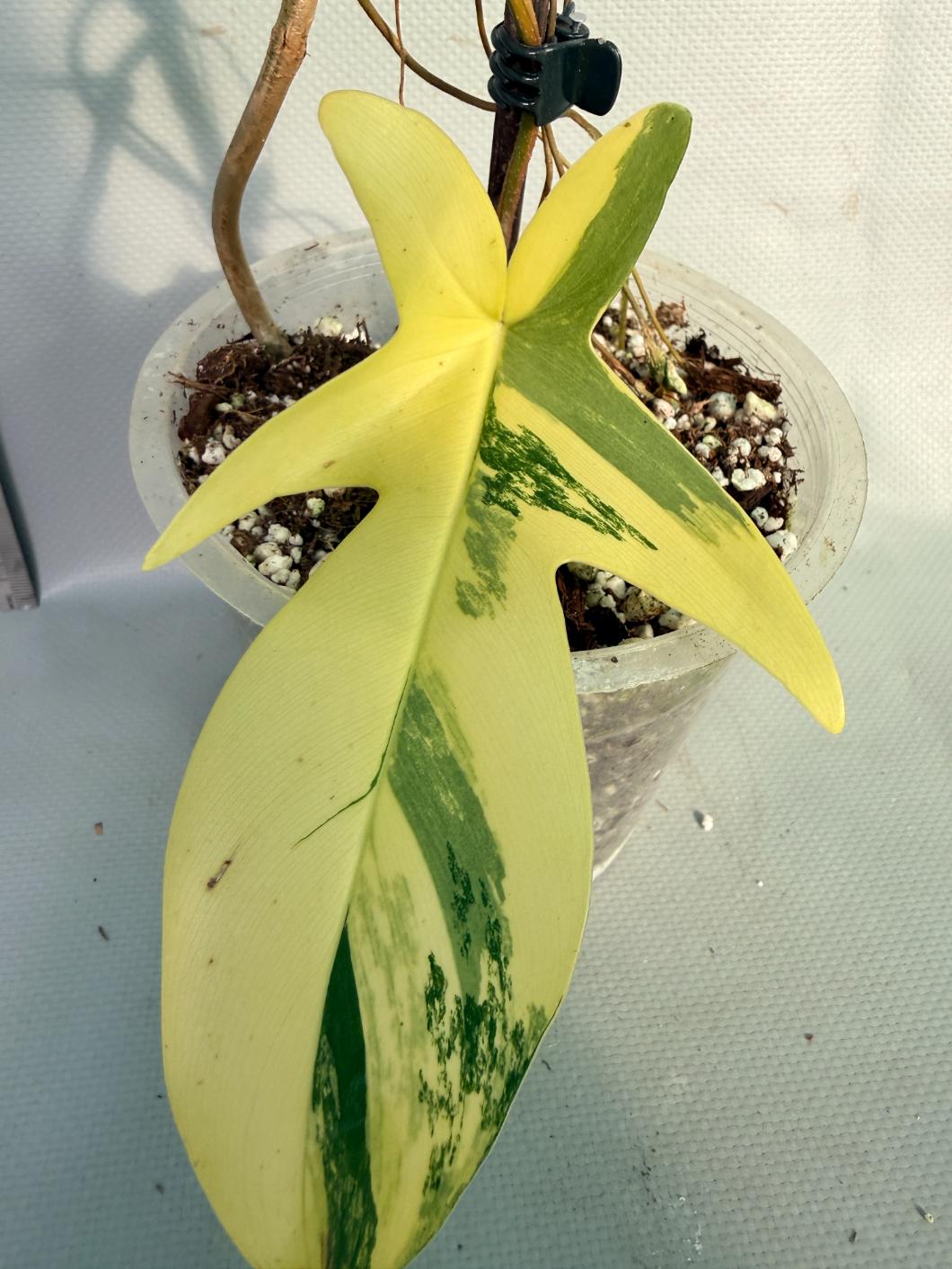 Florida Beauty Variegata 7