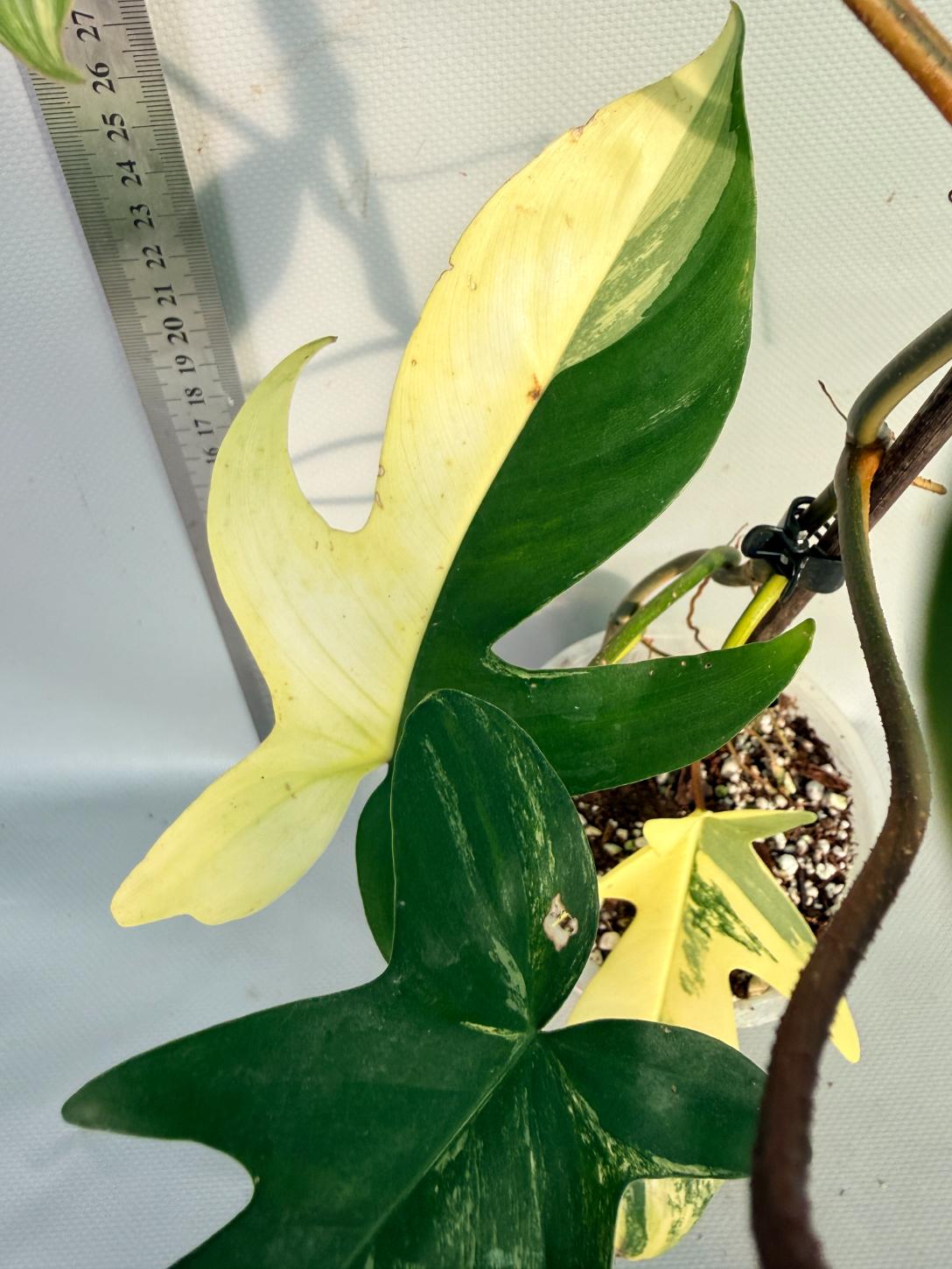 Florida Beauty Variegata 8