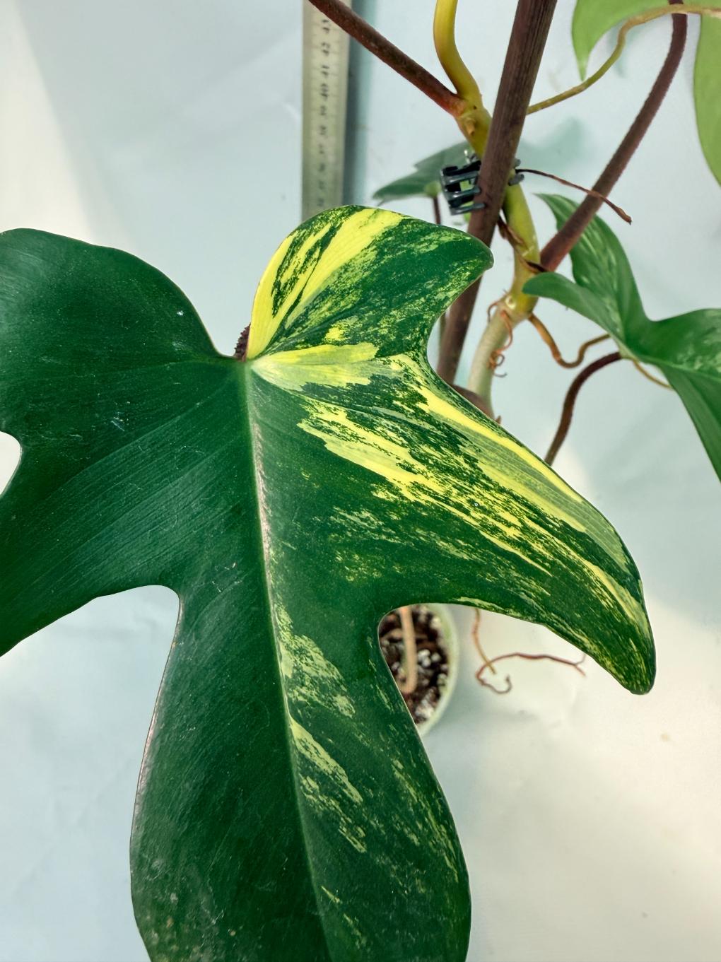 Florida Beauty Variegata 2