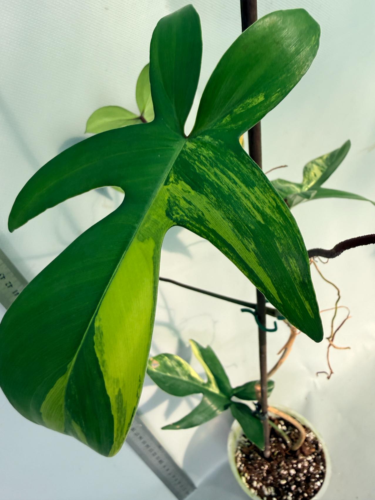 Florida Beauty Variegata 3