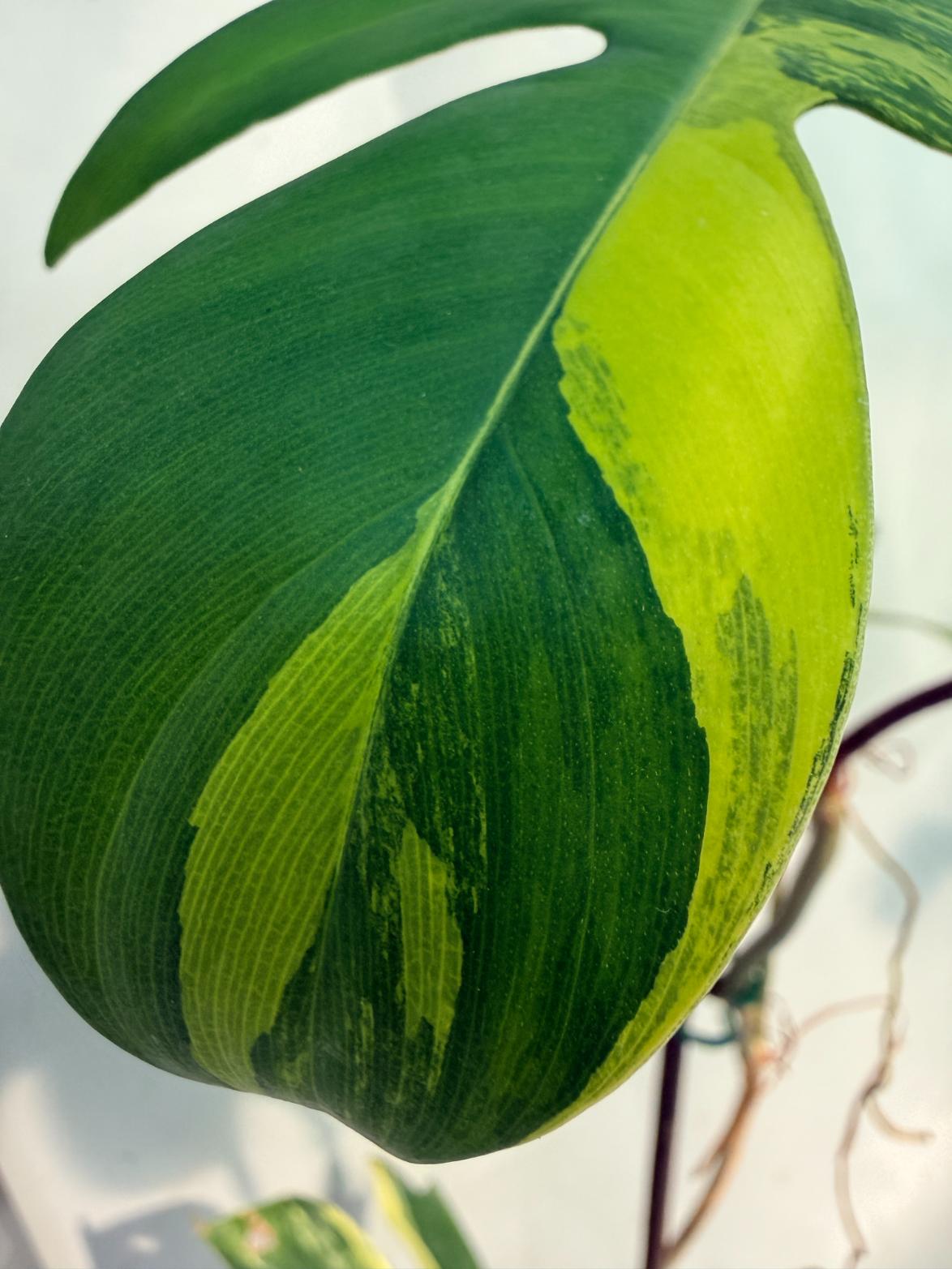 Florida Beauty Variegata 4