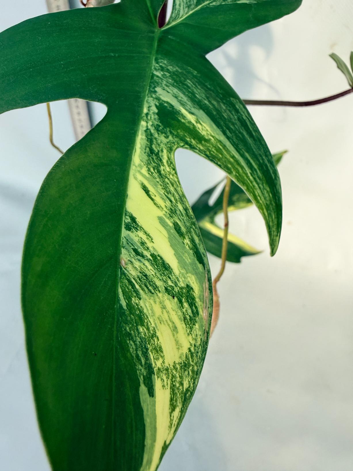 Florida Beauty Variegata 5