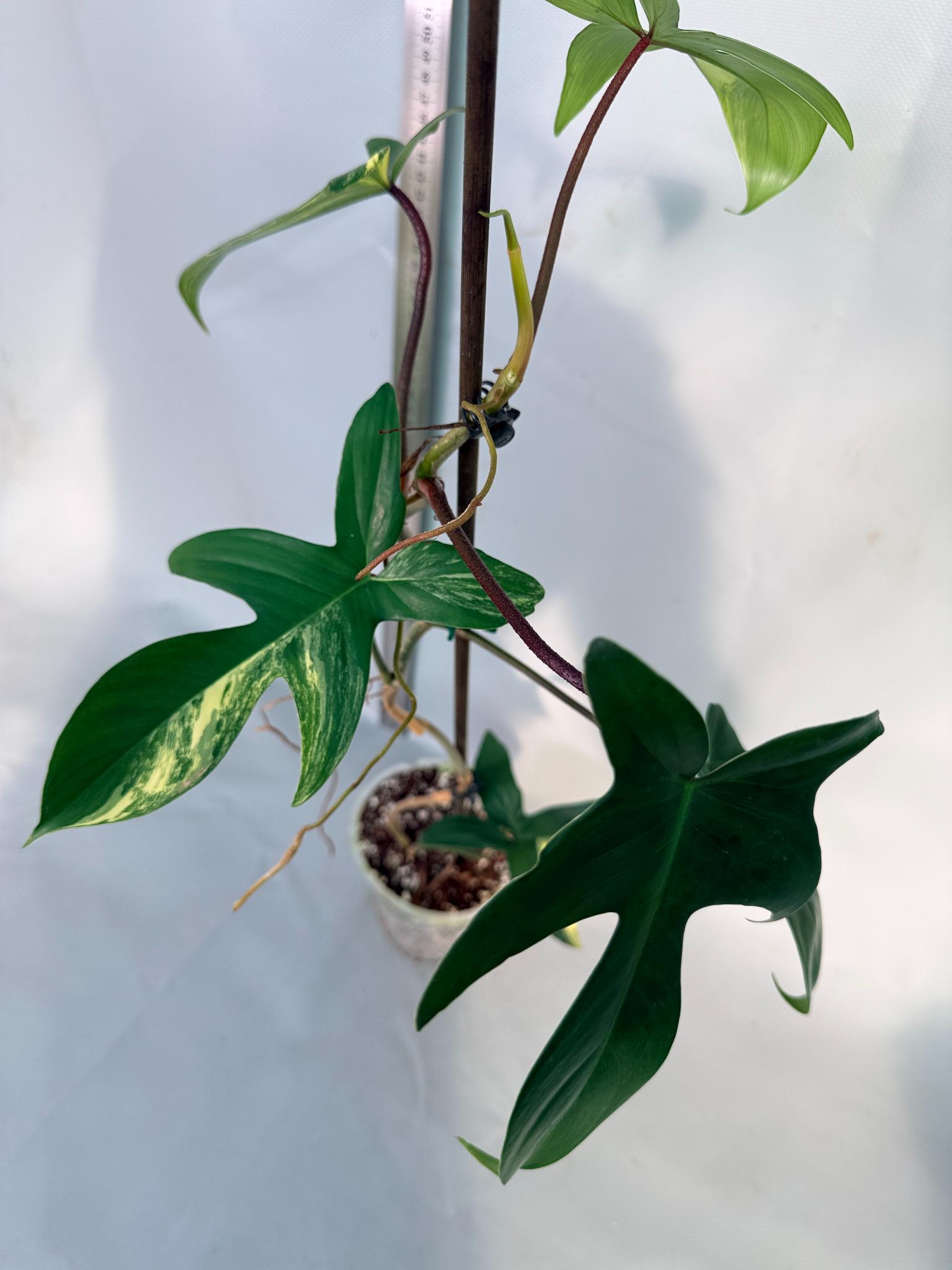 Florida Beauty Variegata 6
