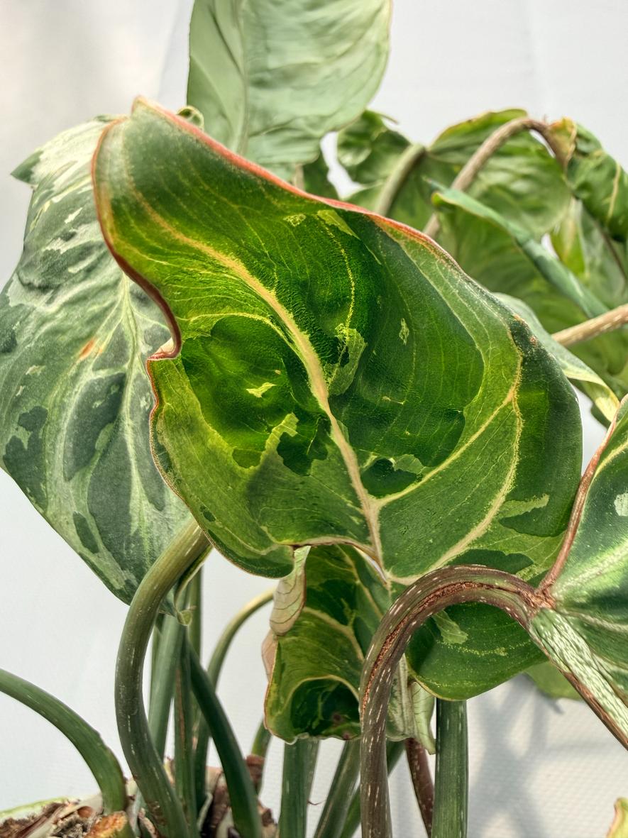 philodendron gloriosum new leaf Philodendron Gloriosum Variegata