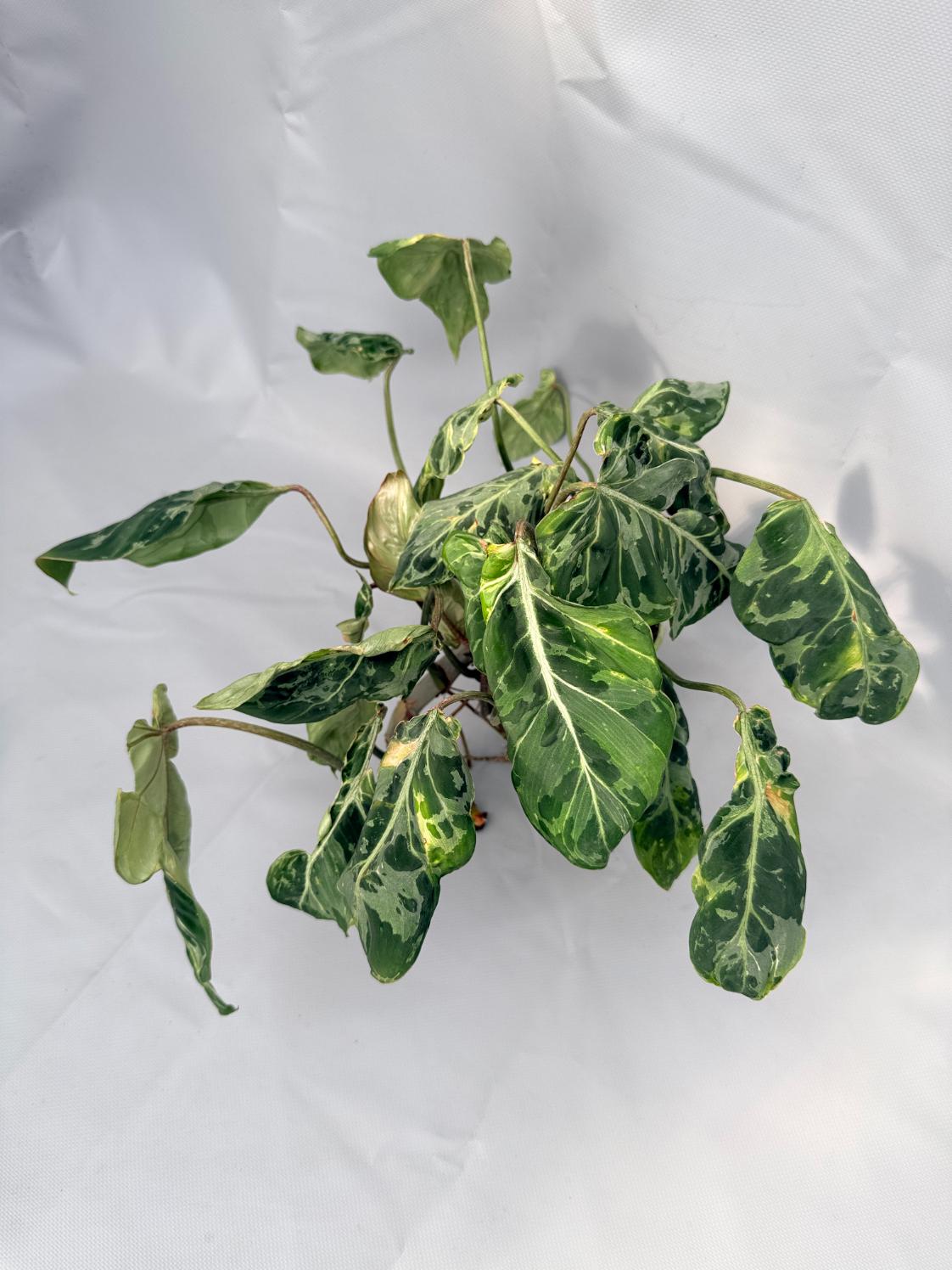 Philodendron Gloriosum Variegata 01