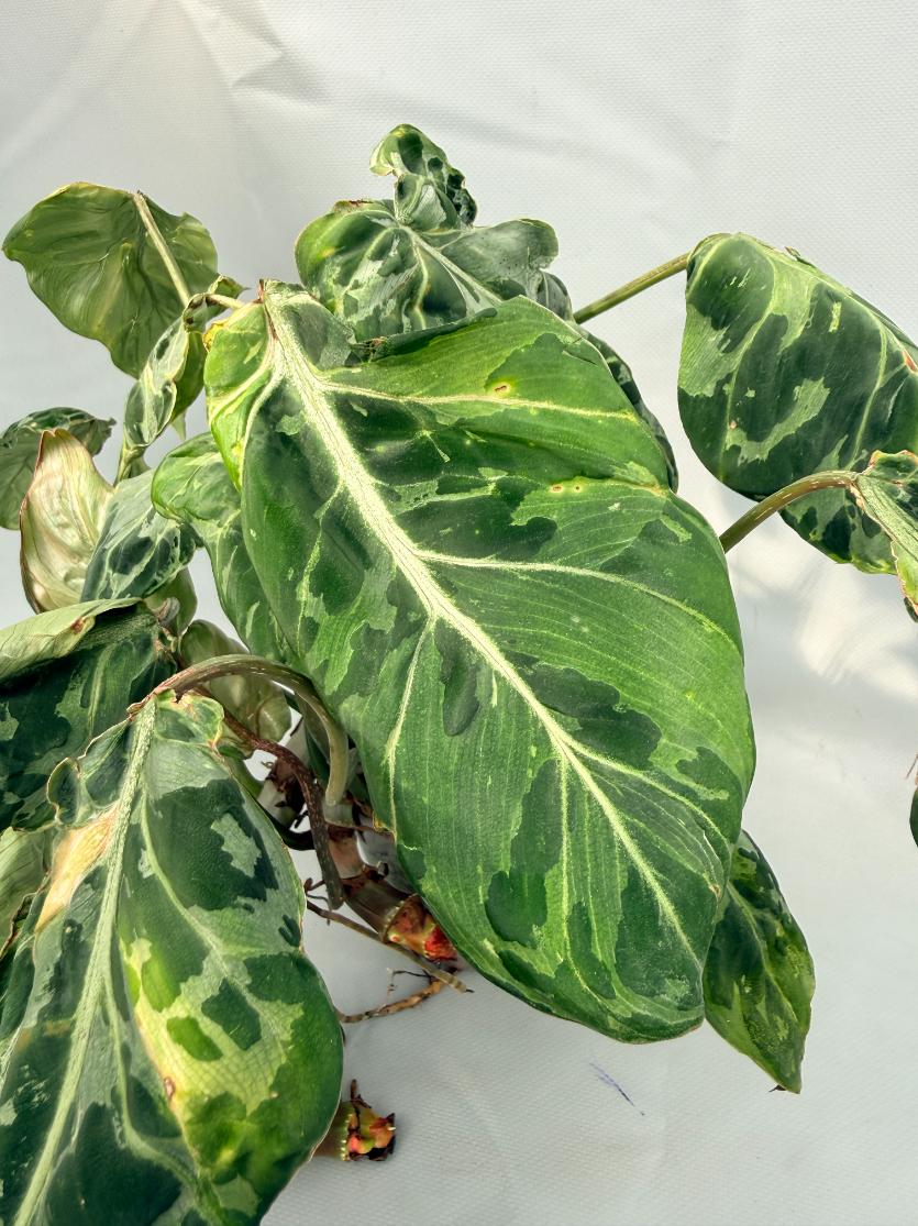 Philodendron Gloriosum Variegata 02