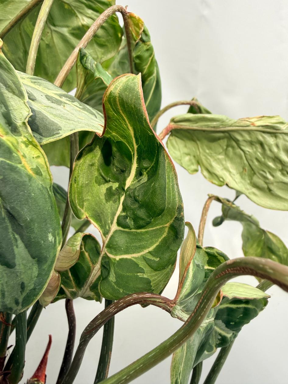 philodendron variegata Philodendron Gloriosum Variegata