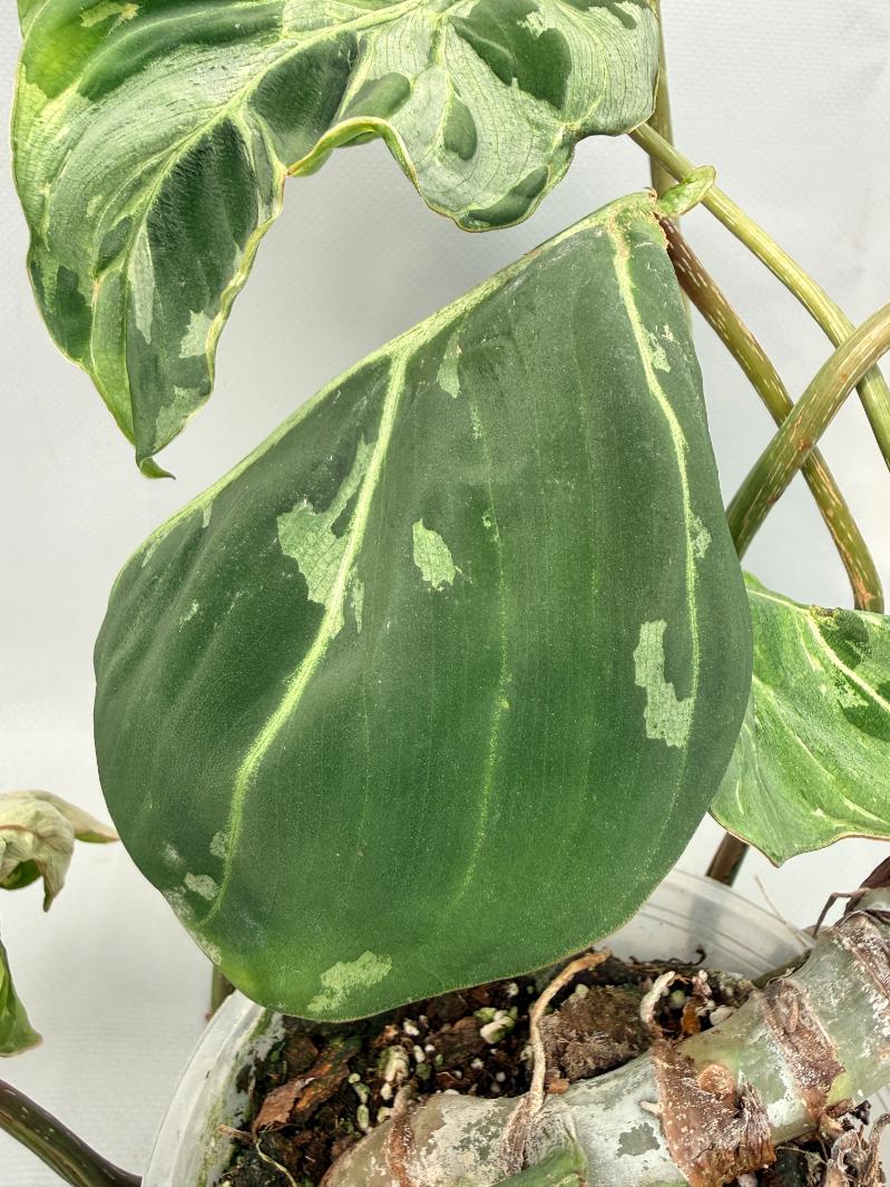 Philodendron Gloriosum Variegata 06