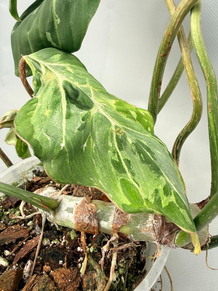 philodendron gloriosum variegated Philodendron Gloriosum Variegata