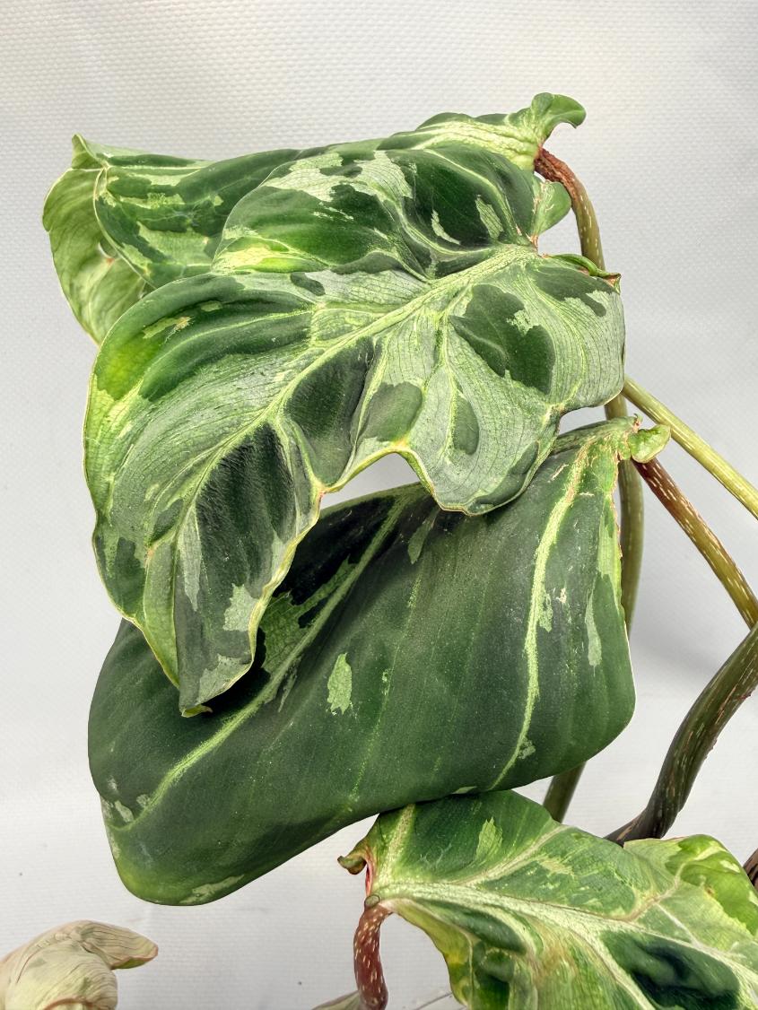 philodendron but variegated Philodendron Gloriosum Variegata