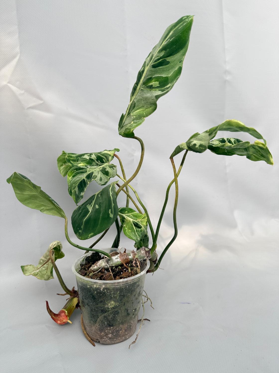 Philodendron Gloriosum Variegata 01