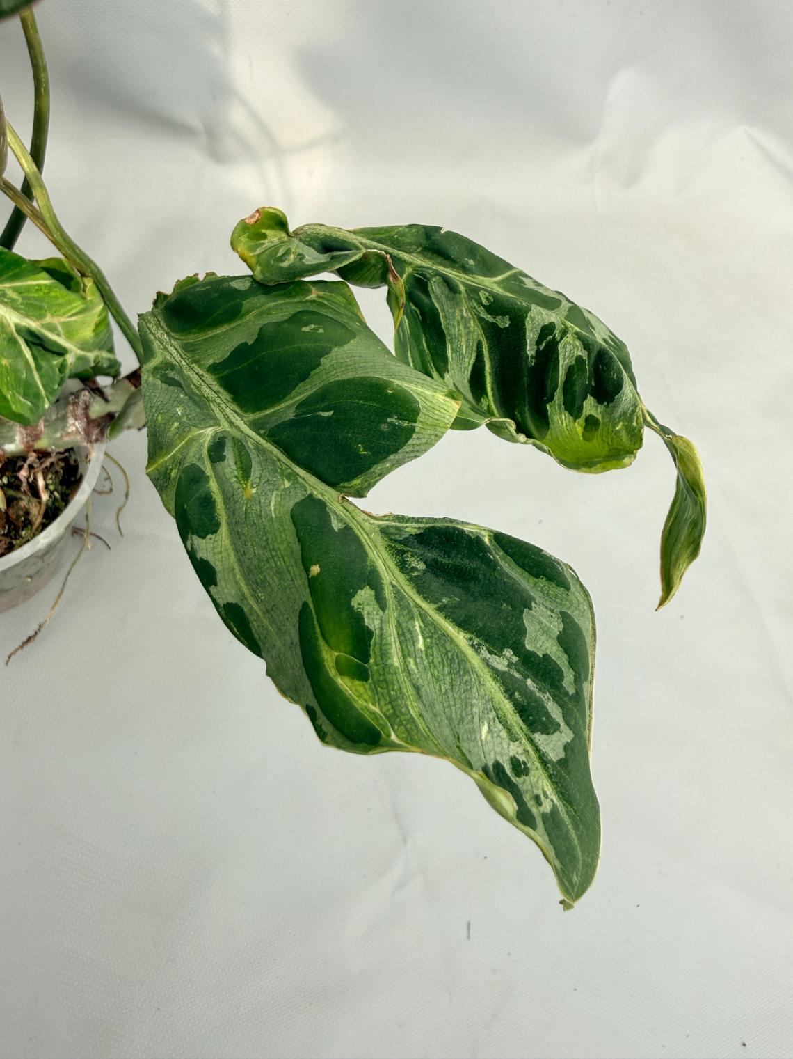 Philodendron Gloriosum Variegata 03