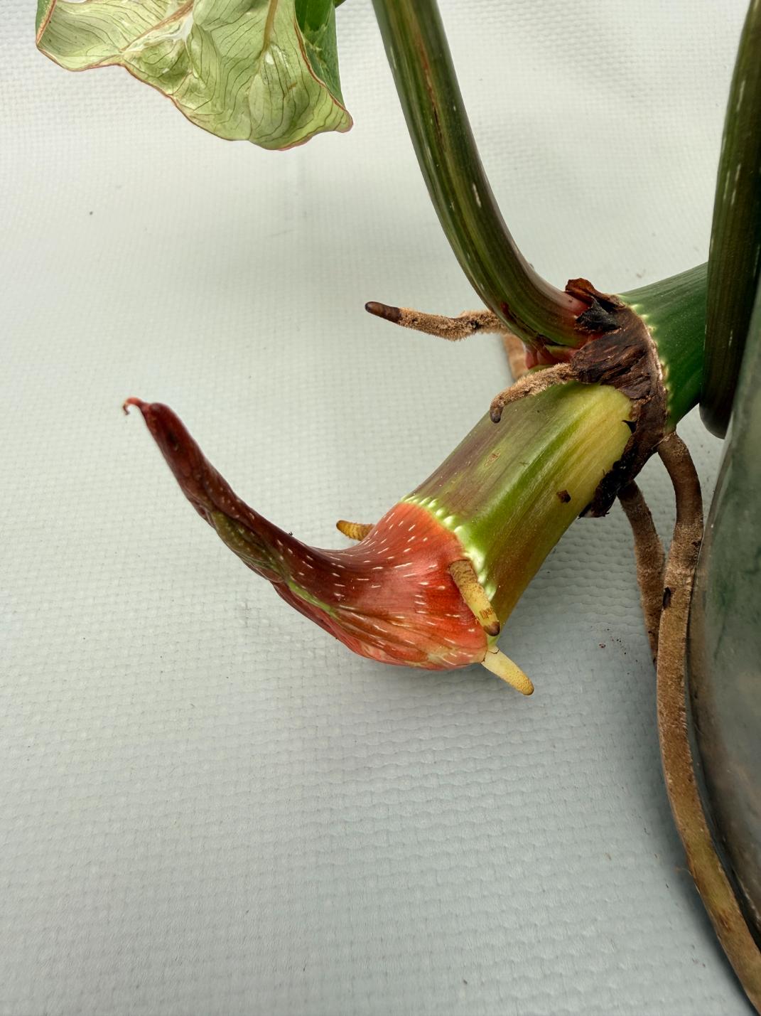 philodendron gloriosum stem Philodendron Gloriosum Variegata