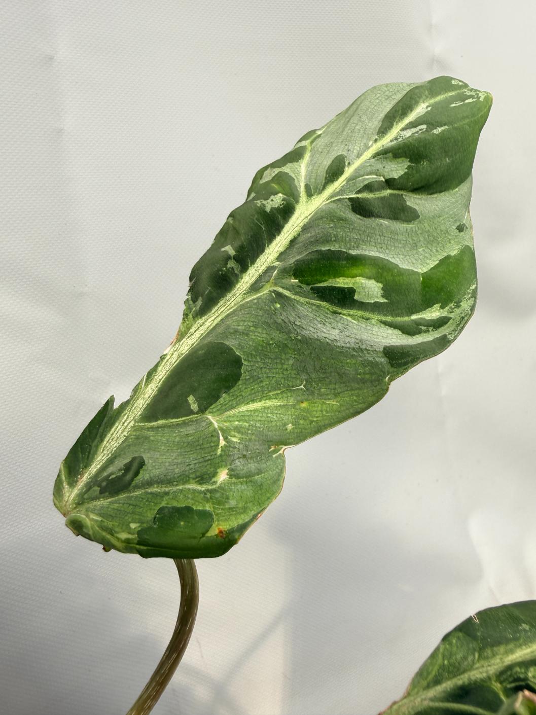 philodendron mosaic Philodendron Gloriosum Variegata