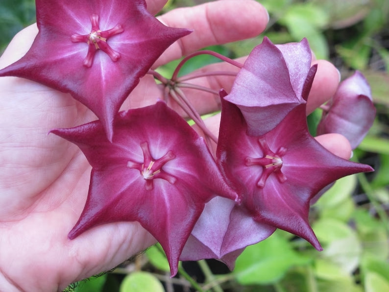 Hoya macgillivrayi