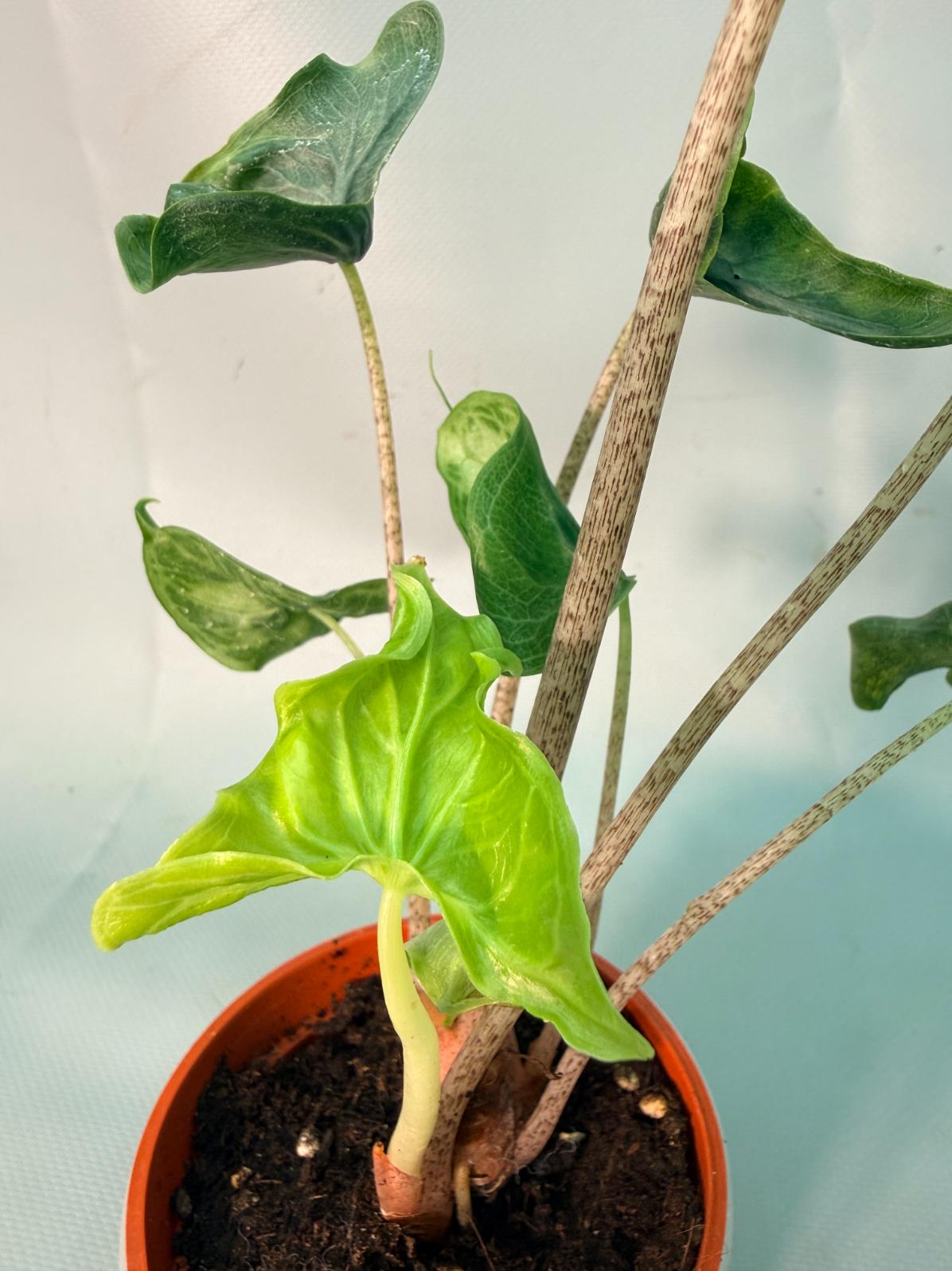 Alocasia Holy Grail | Welovetropicalplants